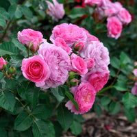 3x Rosen Rosa 'Renée van Wegberg'® Rosa  - Wurzelnackte Pflanzen - Winterhart