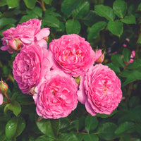 3x Rosen Rosa 'Renée van Wegberg'® Rosa  - Wurzelnackte Pflanzen - Winterhart