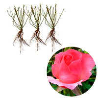 3x Büschelrose Rose Rosa 'Ville de Roeulx'® Rosa  - Wurzelnackte Pflanzen - Winterhart