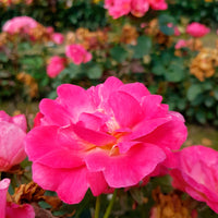 3x Büschelrose Rose Rosa 'Ville de Roeulx'® Rosa  - Wurzelnackte Pflanzen - Winterhart