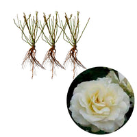 3x Rosen 'White Meilove'® Weiß  - Wurzelnackte Pflanzen - Winterhart