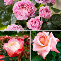 3x Großblütige Rose Rosa 'Nostalgischer Duft' Gemischt  - Wurzelnackte Pflanzen - Winterhart