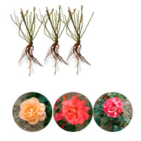 3x Großblütige Rose Rosa 'Duftend und bunt' Gemischt  - Wurzelnackte Pflanzen - Winterhart
