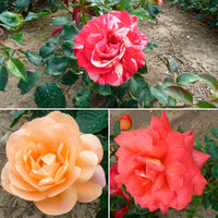 3x Großblütige Rose Rosa 'Duftend und bunt' Gemischt  - Wurzelnackte Pflanzen - Winterhart