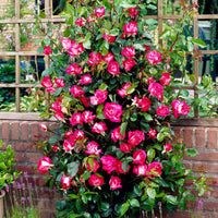 Großblütige Rose Rosa 'Rose Gaujard' rot-weiβ - Wurzelnackte Pflanzen - Winterhart