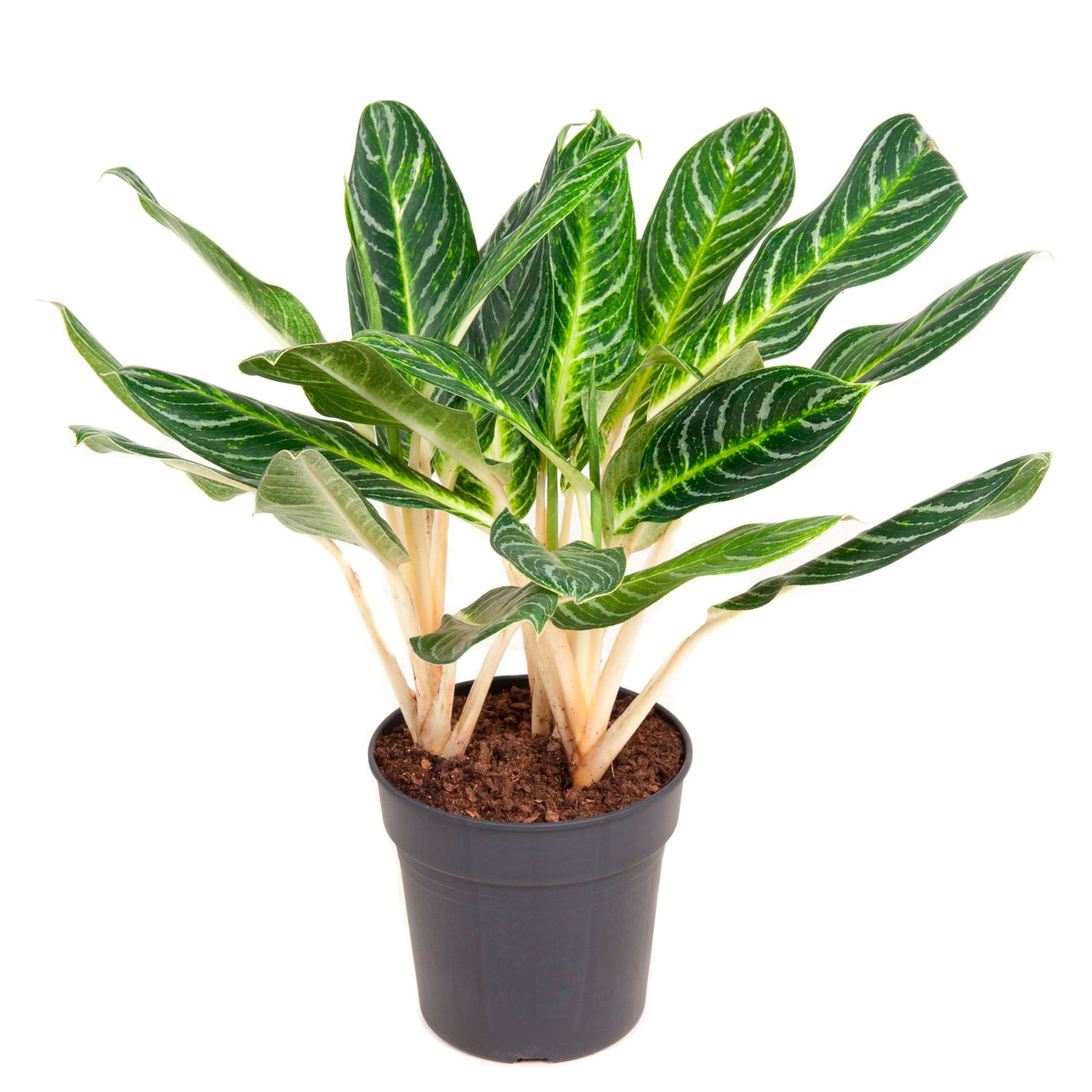 kolbenfaden aglaonema Kaufen Sie jetzt Zimmerpflanze Kolbenfaden Aglaonema commutatum 'Key Lime', grün-gelb