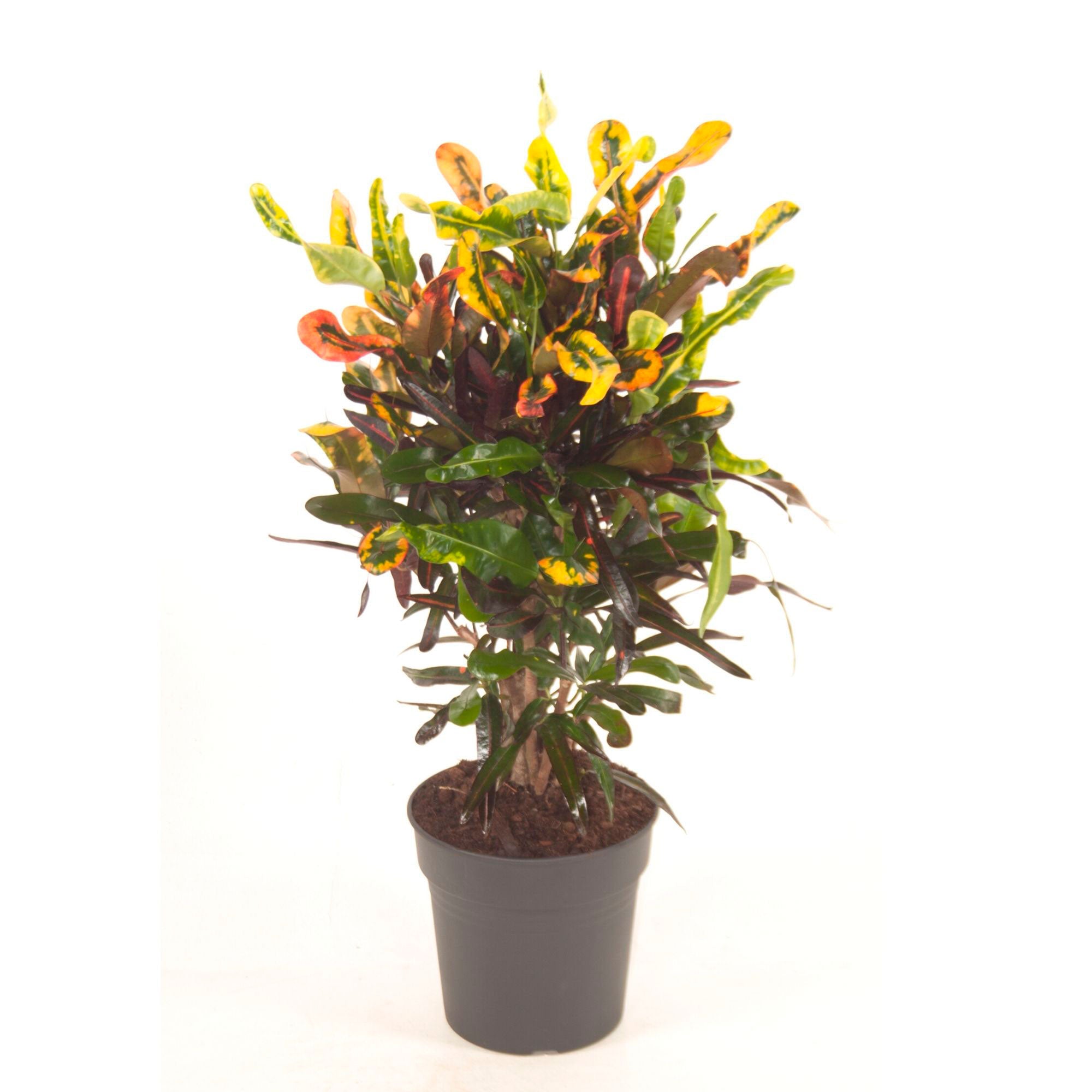 Codiaeum Sunny Star – Bunte Zimmerpflanze, Luftreinigend, 30–40 Cm