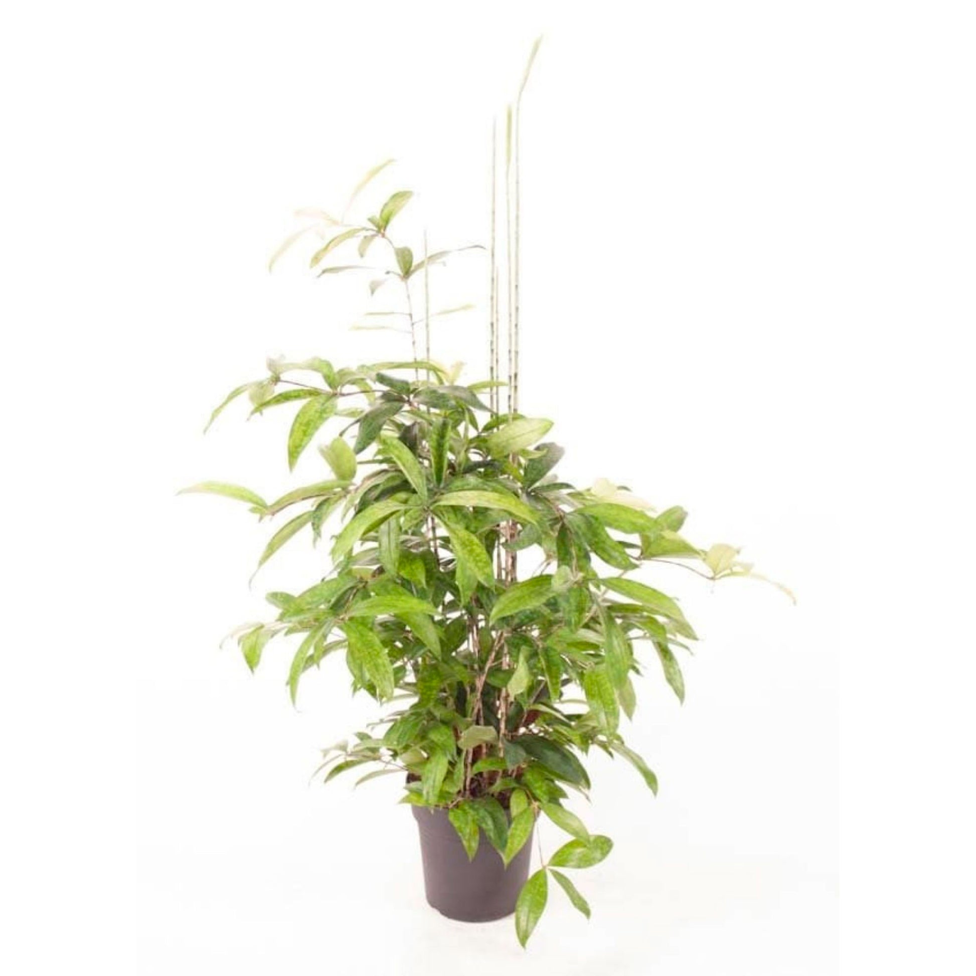 Drachenblutbaum Dracaena surculosa