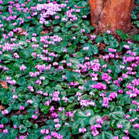 3x Alpenveilchen Cyclamen 'Coum', rosa - Winterhart
