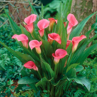 2x Aronskelch Zantedeschia Calla Rosa