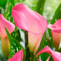 2x Aronskelch Zantedeschia Calla Rosa
