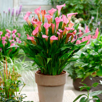 2x Aronskelch Zantedeschia Calla Rosa