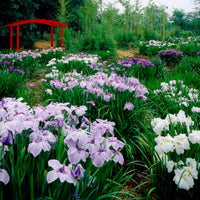 3x Japanischer Schwertlilienmix ensata 'Elegant Flowers' – lila-blau-weiß - Winterhart