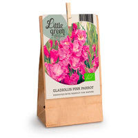 7x Gladiole Gladiolus 'Pink Parrot', rosa - Bio