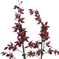 Orchidee Cambria Odontoglossum 'Stirbic' Lila-Weiß