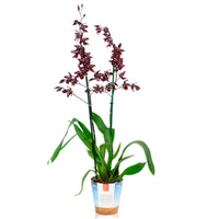 Orchidee Cambria Odontoglossum 'Stirbic' Lila-Weiß