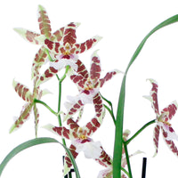 Orchidee Cambria Odontoglossum 'Renaissance' Rot-Weiß