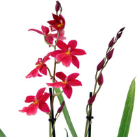 Orchidee Cambria Odontoglossum 'Francine' Rosa
