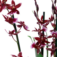Orchidee Cambria Odontoglossum 'Barocco Red' Lila