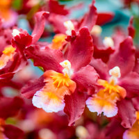 Orchidee Cambria Odontoglossum 'Wildfire' Rot-Orange