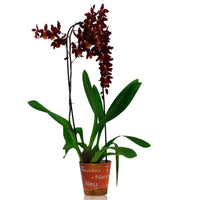 Orchidee Cambria Odontoglossum 'Wildfire' Rot-Orange