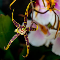 Orchidee Brassia x bratonia 'Toscane' Gelb-Braun