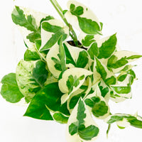 Epipremnum pinnatum 'N'joy' - Hängepflanze