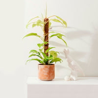 Philodendron  'Malay Gold' - Bio