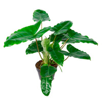 Philodendron  'Burle Marx'  - Bio