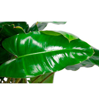 Philodendron  'Burle Marx'  - Bio