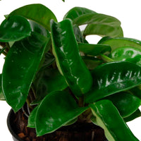 Wachsblume Hoya 'Krinkle' - Hängepflanze - Bio