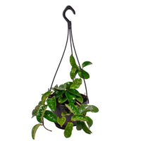Wachsblume Hoya 'Krinkle' - Hängepflanze - Bio