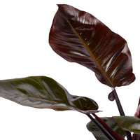 Philodendron  'Black Cardinal' - Bio