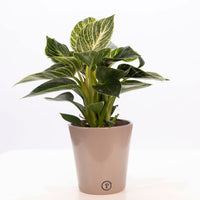 Philodendron 'White Wave', mehrfarbig, inkl. Ziertopf, braun