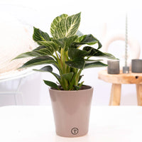 Philodendron 'White Wave', mehrfarbig, inkl. Ziertopf, braun