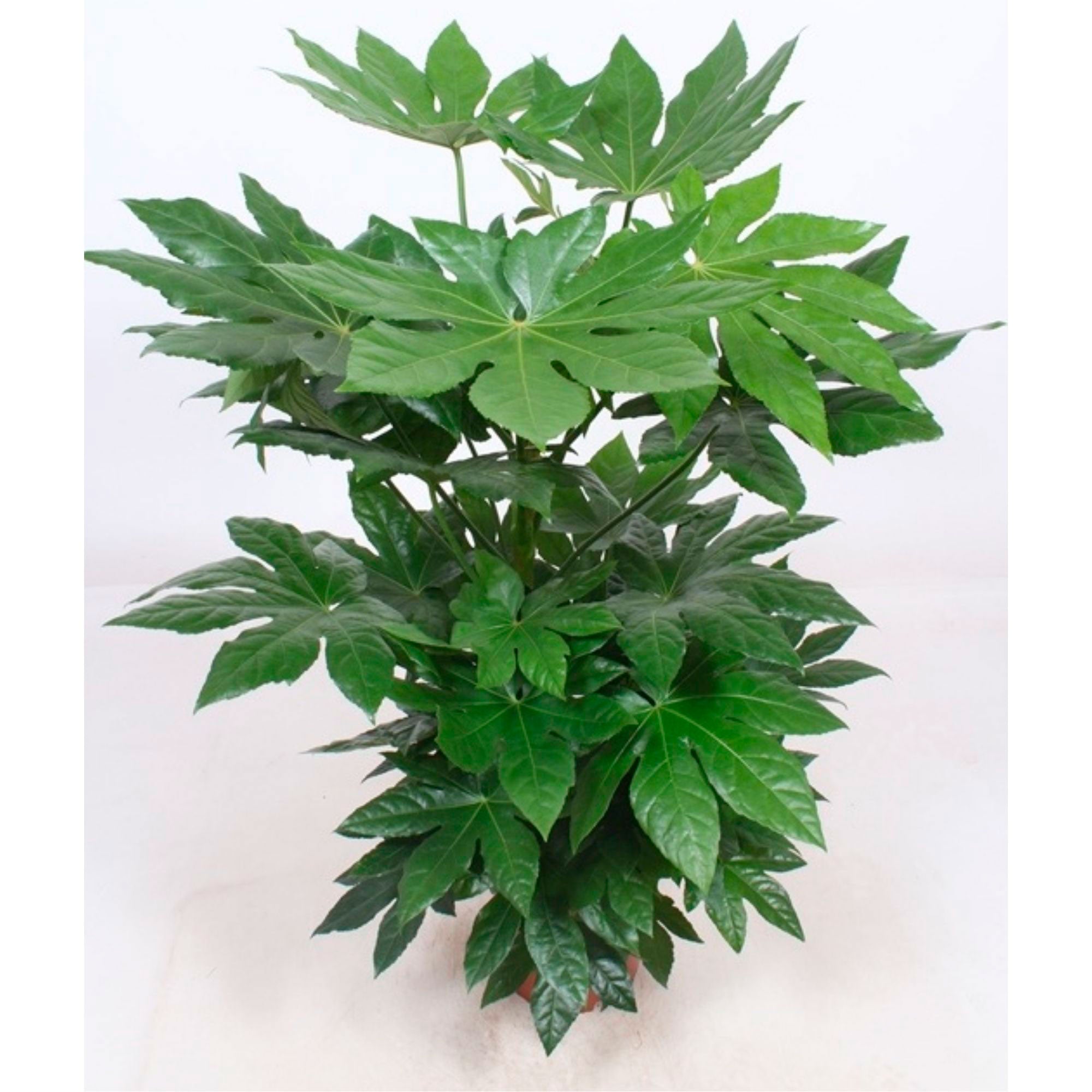 zimmerpflanzen fingerblatt Kaufen Sie jetzt Zimmerpflanze Fingeraralie Fatsia japonica