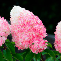 Rispenhortensie Hydrangea 'Living Pink & Rose' Rosa - Winterhart