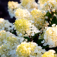 Rispenhortensie Hydrangea 'Living Little Blossom' Weiß - Winterhart