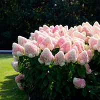 Rispenhortensie Hydrangea 'Living Raspberry Pink'® Weiß-Rosa - Winterhart
