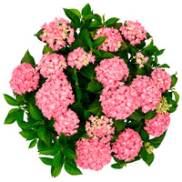 Bauernhortensie Hydrangea 'Hortbux Pink' Rosa - Winterhart
