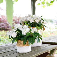 Hortensie Hydrangea hybride 'Runaway Bride', weiß