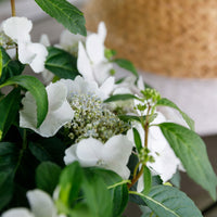 Hortensie Hydrangea hybride 'Runaway Bride', weiß