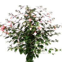 Fuchsia hybride Weiß