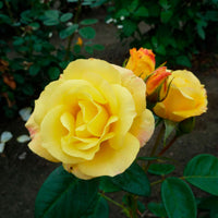 3x großblütige Büschelrose Rosa 'Arthur Bell'® Gelb  - Wurzelnackte Pflanzen - Winterhart