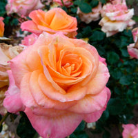3x großblütige Rose Rosa 'Britannia'® Rosa-Gelb  - Wurzelnackte Pflanzen - Winterhart