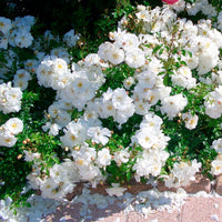 3x bodendeckende Rose  Rosa 'Diamant'® Weiß  - Wurzelnackte Pflanzen - Winterhart