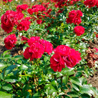 3x bodendeckende Rose  Rosa 'Fairy Dance'® Rot  - Wurzelnackte Pflanzen - Winterhart