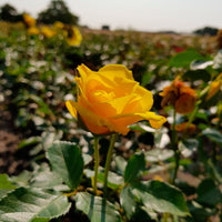 3x großblütige Rose Rosa 'Friesia'® Gelb  - Wurzelnackte Pflanzen - Winterhart