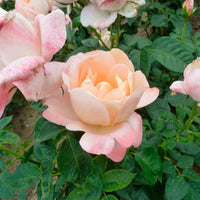 3x großblütige Rose Rosa 'Isabelle Autissier'® Gelb-Rosa  - Wurzelnackte Pflanzen - Winterhart