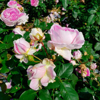 3x Büschelrose Rosa 'Saphir'® Lila  - Wurzelnackte Pflanzen - Winterhart